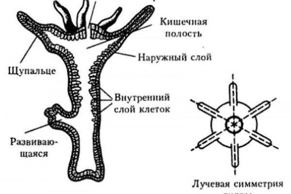 Кракен в обход