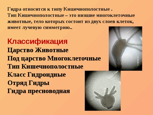 Кракен даркнет стор